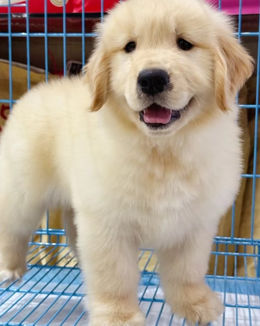 犬界暖男，聪明不咬人